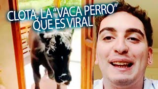 FACUNDO TIENE DE MASCOTA A UNA VACA: CLOTA, ES SU 'PERRO VACA'