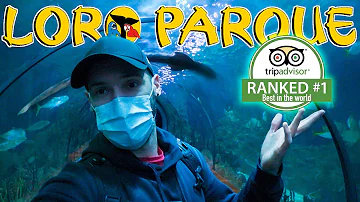 Quanto tempo ci vuole per visitare lo Zoosafari?