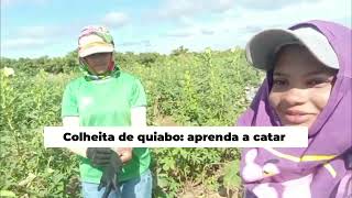 Colheita De Quiabo Riqueza Da Roça E Segredos Para Ir Ao Banheiro