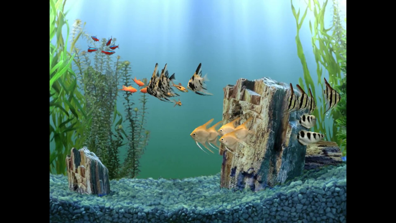 Screensaver Dream Aquarium With Camera Movement Hd Youtube