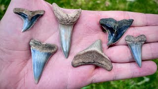 MEG, MAKO, HEMI, HASTALIS! | Incredible Day of Collecting Fossil Shark Teeth by HoppeHunting 1,084 views 1 month ago 10 minutes, 54 seconds