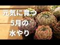 【夏が来る前に】ふっくら可愛く元気に育てる
