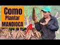 COMO PLANTAR MANDIOCA DO JEITO CERTO!