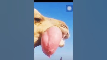 سبحان الله ||أفَلا يَنْظُرُونَ إلى اِلاِبِل )كَيُفَ خُلِقَتْ || القارئ عبد الباسط عبد الصمد 🤍💞