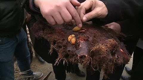 Tunisia fights palm-killing bugs threatening its dates