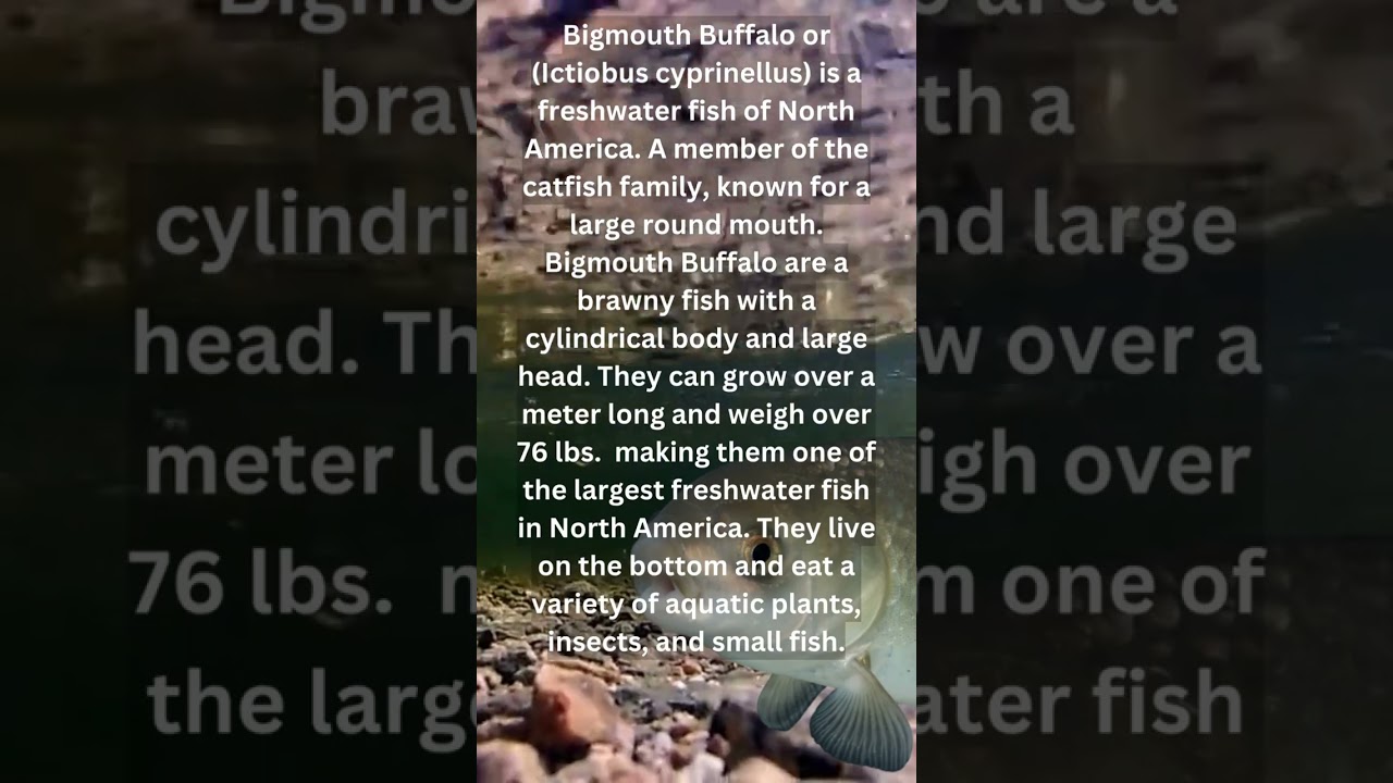 What is a Bigmouth Buffalo