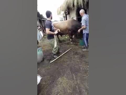 Забить бычка. Забой крупнорогатого скота. Забить бычка. Забить бычка. Забить бычка.