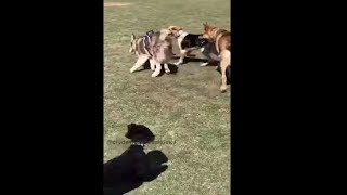 Group Of Dogs Excited To Play Together