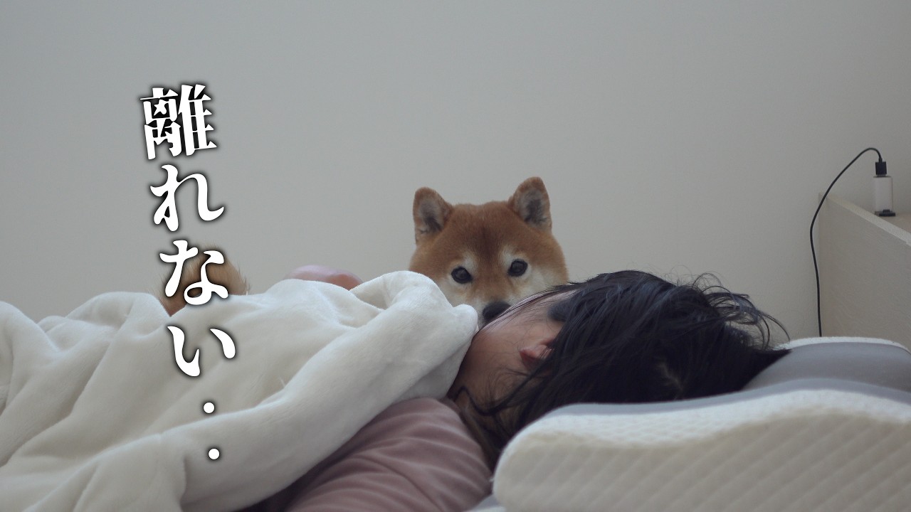 体調不良のママから1ミリも離れない柴犬…想像以上でした。。