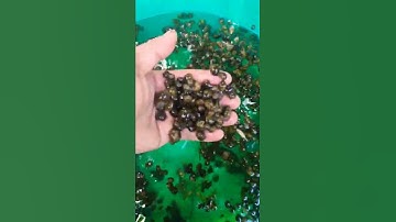 Cách Nuôi Ốc Nhồi Không Bị Chết#3|Ốc Nhồi Bắc Giang