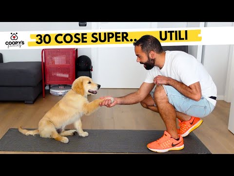 Video: Come insegnare al tuo Labrador Retriever a smettere di masticare le tue cose