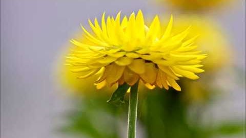 رائعة الحاقة والغاشية برواية الدوري عن الكسائي للقاريء محمد صالح الشيخ