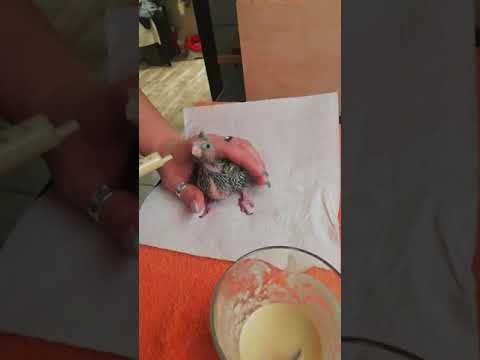Wideo: Kaytee Karmienie Ręczne Formuła Karmy Dla Ptaków Wycofana