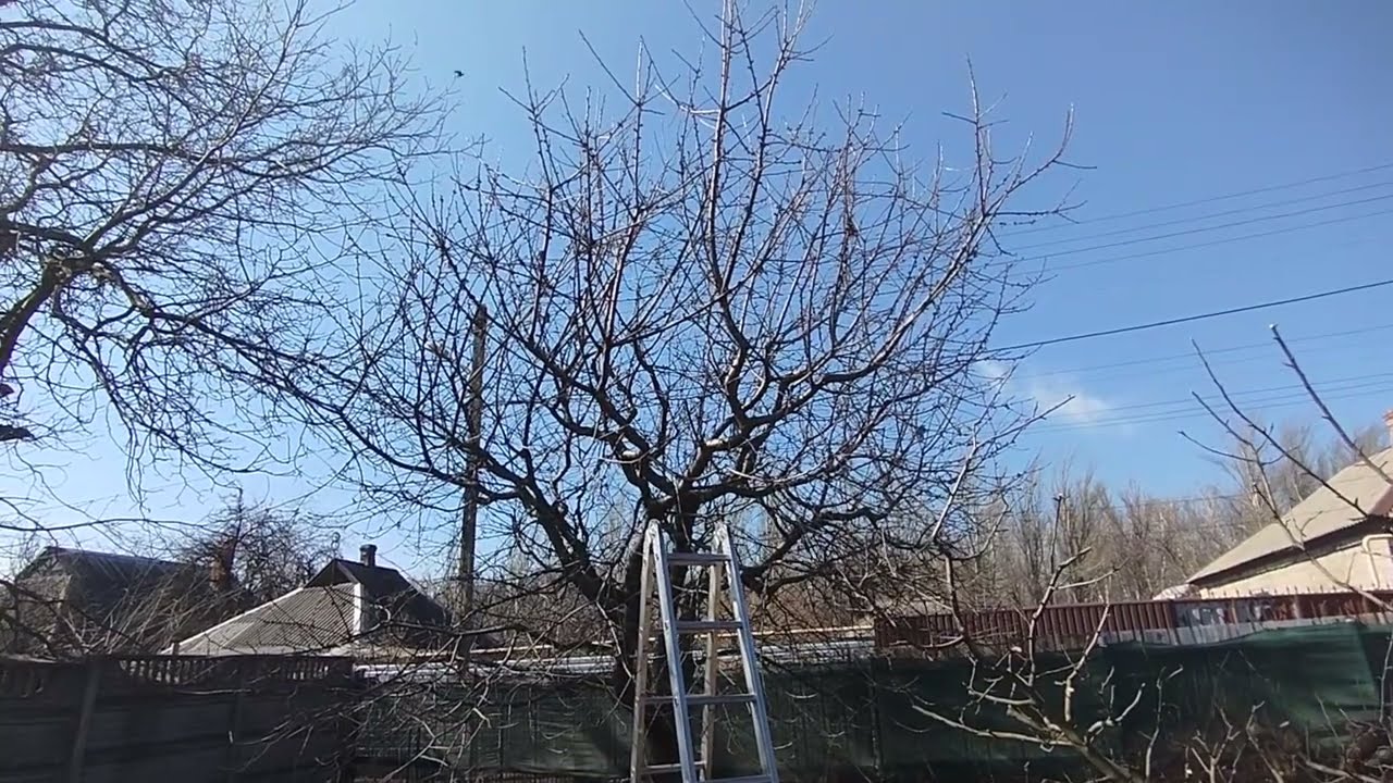 Как понижать крону на больших деревьях вишни, черешни.