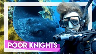 Diving Poor Knights | Top 10 in THE WORLD!