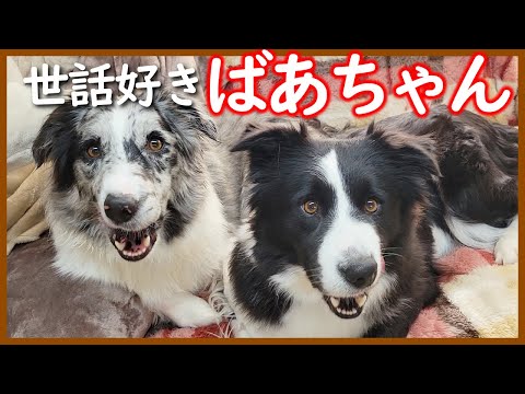 【生後35日目】祖母犬を子犬たちに会わせるとこうなります😂【ボーダーコリー】