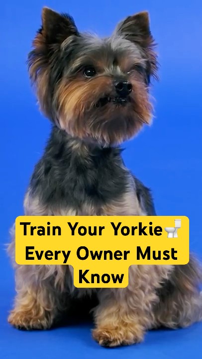 How to Potty Train Yorkie Dog: Easy Steps for Quick Success