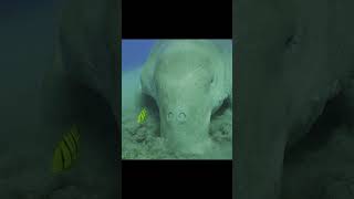 Evolution of... well, I don&#39;t want to spoil the surprise, but it&#39;s manatees and dugongs. #evolution