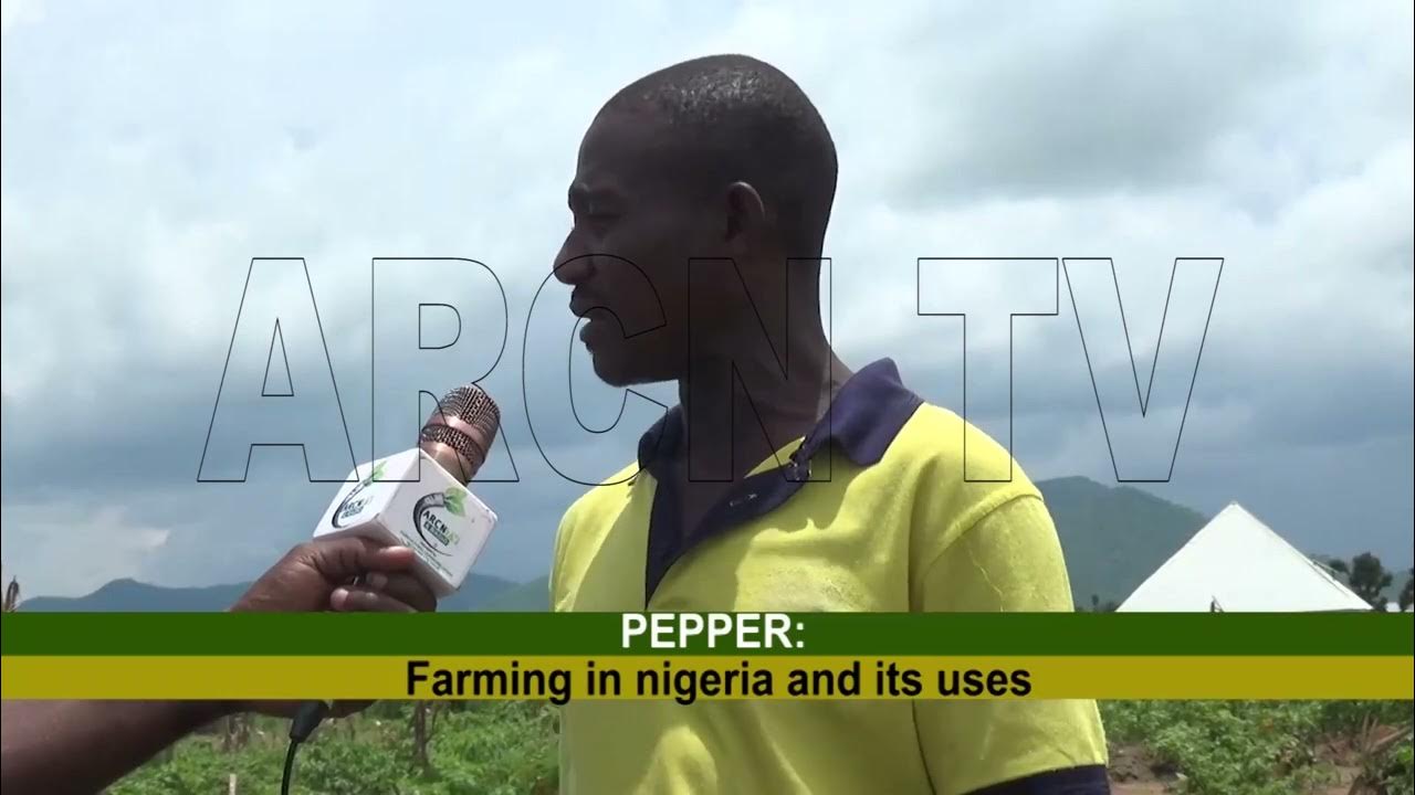 BACK TO FARM 21 9 2023 PEPPER FARMING IN NIGERIA AND IT'S USES YouTube