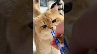 Tag a fellow cat lover who needs a dose of cuteness today! 👇#CatLife #GoldenBritishShorthair