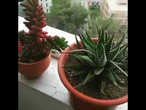 Video: Sebra Haworthia hooldamine: näpunäiteid Zebra Haworthia sukulentide kasvatamiseks