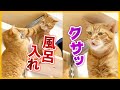 茶トラ猫マロンのニオイがクサイと茶々の猫パンチが炸裂！ケンカの行方は？