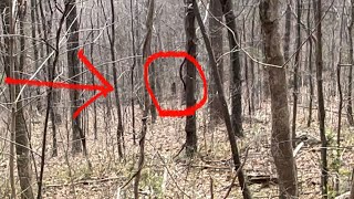 Unbelievable Bigfoot Footage Captured On Film In 1080 High Definition! by Homesteading Off The Grid 39,565 views 1 month ago 7 minutes, 23 seconds