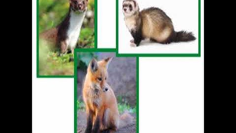 Unit 1 Day 12 The Return of Toad Part I