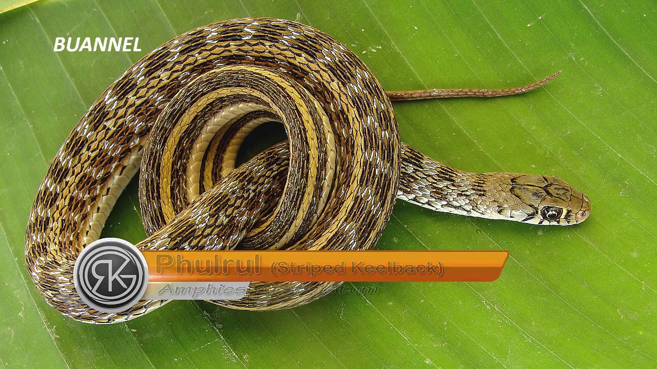 camera iphone 8 plus apk Non-Venomous Snakes of Mizoram Part-I (BUANNEL EP 4)