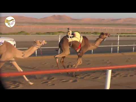الشوط 5 هملوله ل عبدالله سيف بن حميده الخييلي 2 26 شارة الصندوق 2023 1 22 فطامين رماح