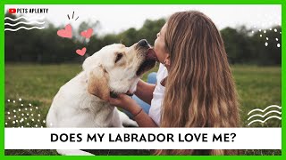 Does My Labrador Love Me? by Pets Aplenty 148 views 1 year ago 8 minutes, 43 seconds