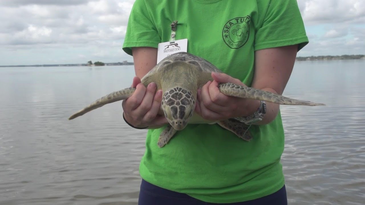 Sea Turtles Released In Their Natural Habitat YouTube