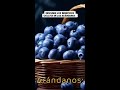 ¡Los arándanos son el superalimento que necesitas hoy!