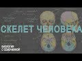 Скелет человека