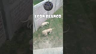 León Blanco #Short #leon #animales