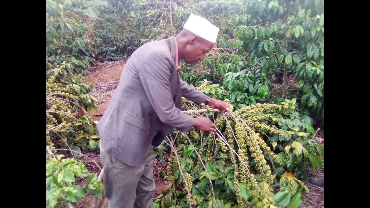 LIMA EKIGAAGA OJIMUSE EMMWAANYI  GROW COFFEE YIELDS WITH ORGANIC FERTILIZERS @bbsterefayina2