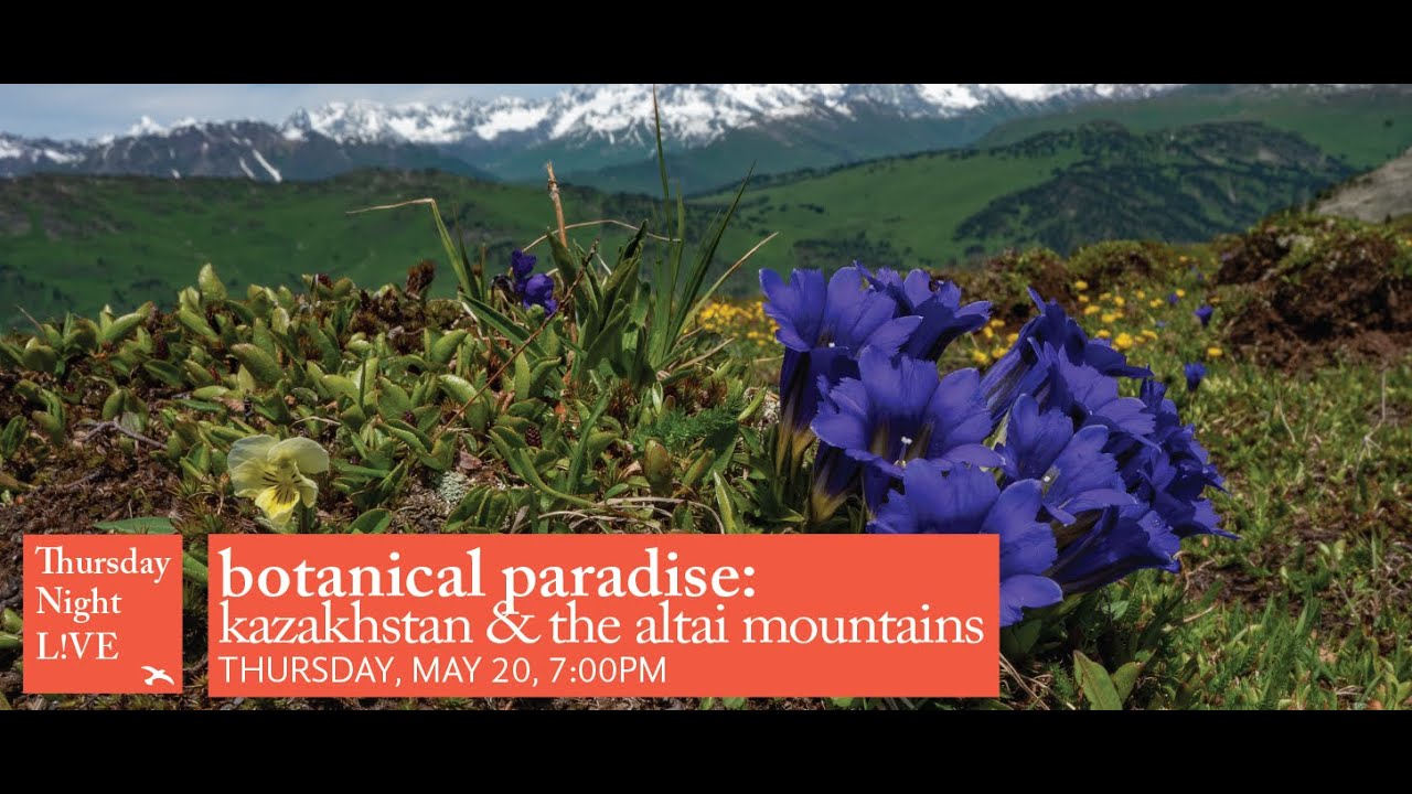 A Botanical Paradise: Kazakhstan & the Altai Mountains