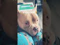🐶❤️🤣#funny #sully #americanbully #pocketbully #dog #dogshorts #youtubeshorts #relaxing #song #dogs