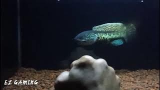 Story WA channa auranti Mangap-mangap