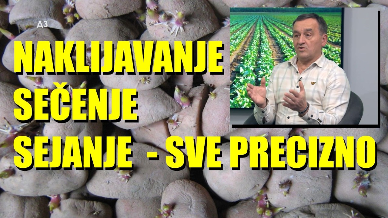 IDEALNO NAKLIJAVANJE - SEČENJE - KROMPIRA - KADA - KAKO   PARAMETRI   stručnjak sve OBRADIO !