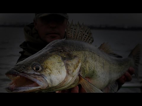 Ночная ловля судака на джиг. Night fishing for walleye jig