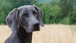 20 Best Weimaraner Names with Meanings!