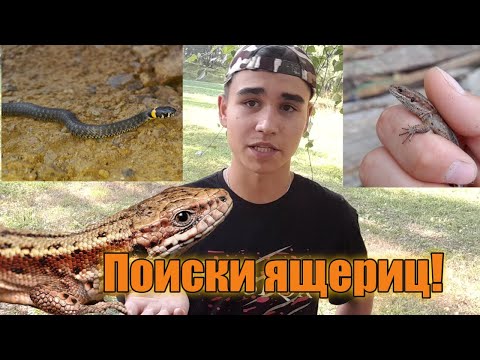 Ловля ящериц! Ловля живородящих ящериц!