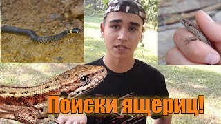 Ловля ящериц! Ловля живородящих ящериц!