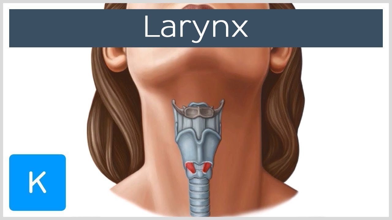 Larynx - Membranes, Ligaments And Muscles - Human Anatomy | Kenhub