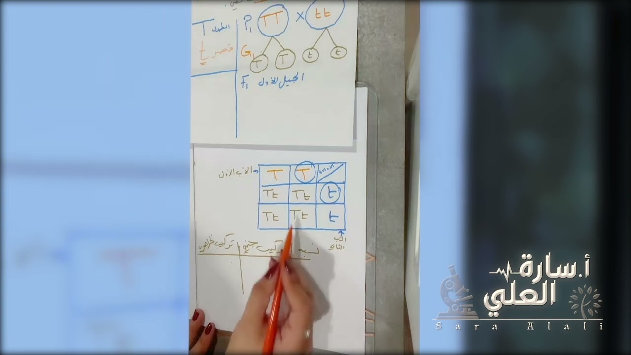 شرح مربع بانيت punnett square | أ.سارة العلي