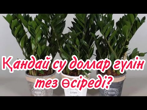 Бейне: Көбелек бұталарына тыңайтқыш қажет пе - көбелек бұтасын қашан және қалай ұрықтандыру керек