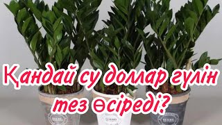 Қандай су доллар гүлін тез өсіреді?                                         #үйгүлдері #гүл #доллар