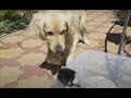 My dog reacts to kittens