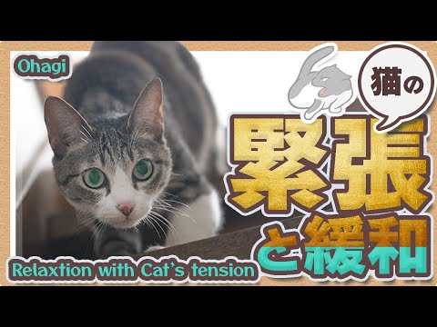 猫の緊張と緩和